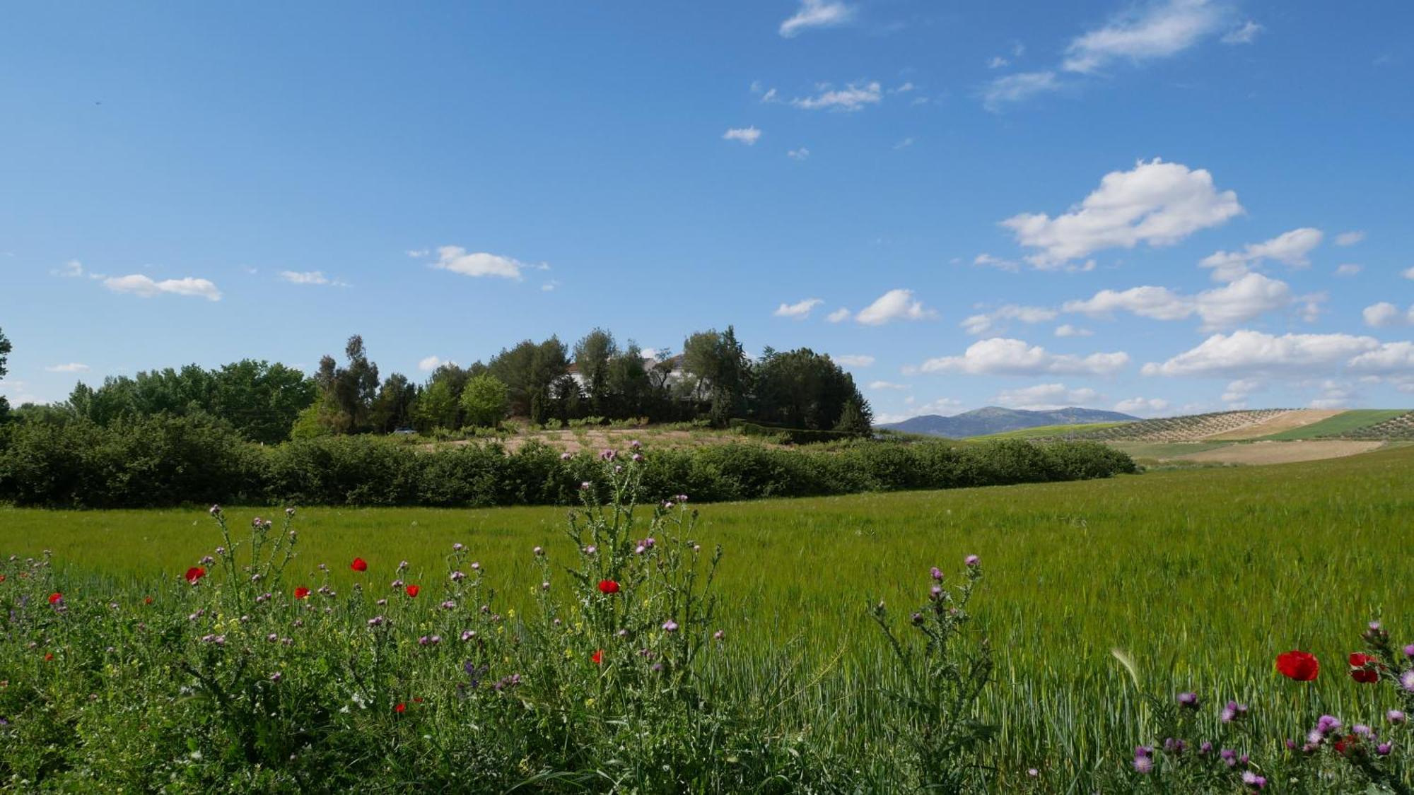 Гостевой дом Cortijo La Gineta Алькала-ла-Реаль Экстерьер фото